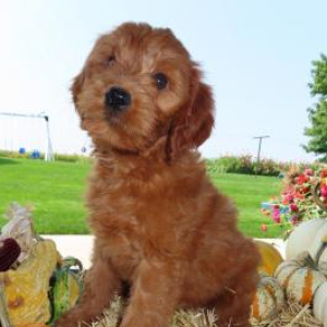 Goldendoodle Puppy Zoey
