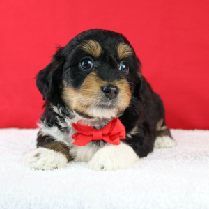 Aussiedoodle Puppy Aladdin