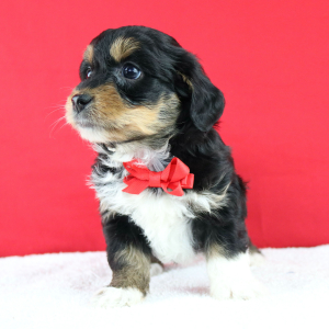 Aussiedoodle Puppy Aladdin