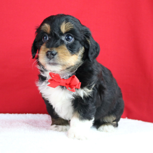 Aussiedoodle Puppy Aladdin