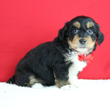 Aussiedoodle Puppy Aladdin