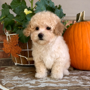 Maltipoo Puppy Bear