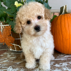 Maltipoo Puppy Bear