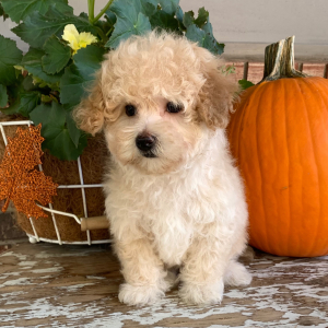 Maltipoo Puppy Bear