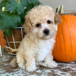 Maltipoo Puppy Bear