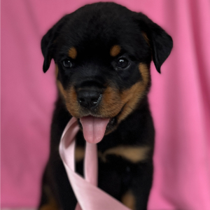 Rottweiler Puppy Luna