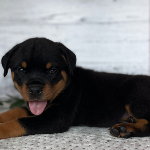 Rottweiler Puppy Luna