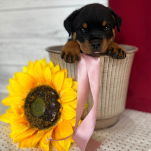 Rottweiler Puppy Luna