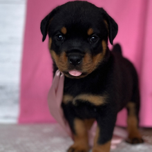 Rottweiler Puppy Luna