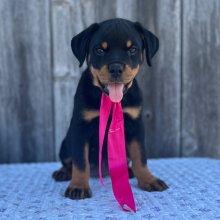 Rottweiler Puppy Luna
