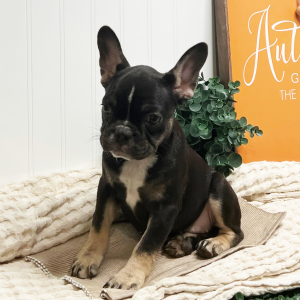 French Bulldog Puppy Dorie