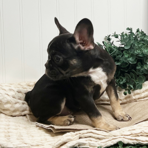 French Bulldog Puppy Dorie