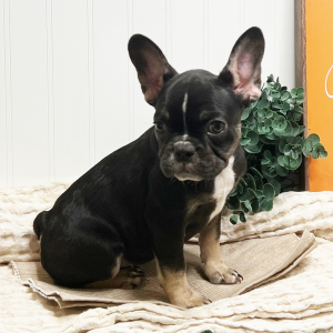 French Bulldog Puppy Dorie