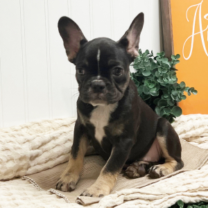 French Bulldog Puppy Dorie