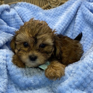Shihpoo Puppy Landon