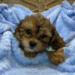 Shihpoo Puppy Landon