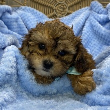 Shihpoo Puppy Landon