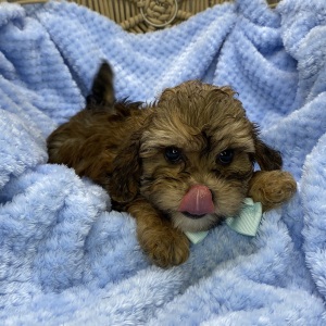Shihpoo Puppy Landon