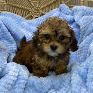 Shihpoo Puppy Landon