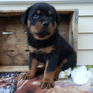 Rottweiler Puppy Asher