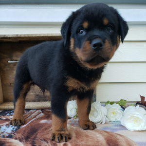 Rottweiler Puppy Asher