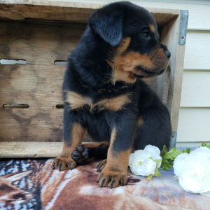 Rottweiler Puppy Asher