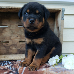 Rottweiler Puppy Asher