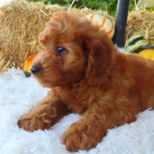 Goldendoodle Puppy Clare