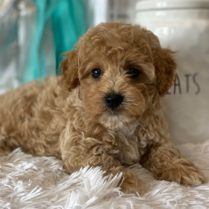 Maltipoo Puppy Donny