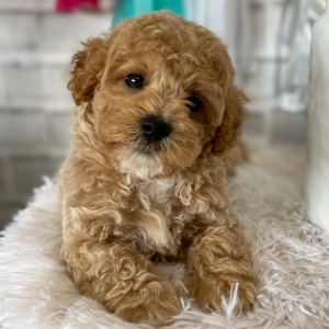 Maltipoo Puppy Donny