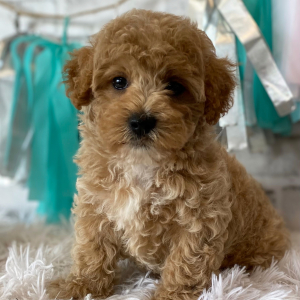 Maltipoo Puppy Donny