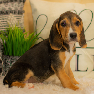 Beagle Puppy Dawson