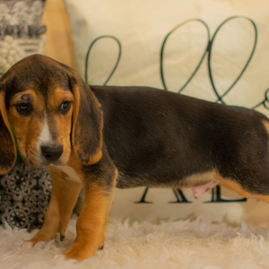Beagle Puppy Dawson