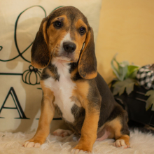 Beagle Puppy Dawson