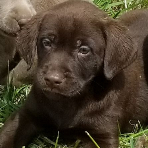 Labrador Retriever Puppy Tootsie