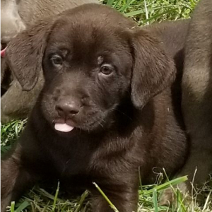 Labrador Retriever Puppy Tootsie