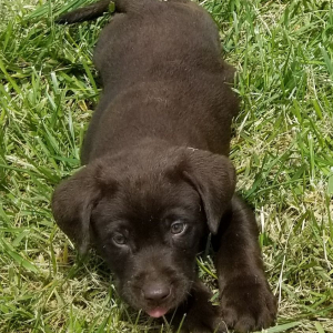 Labrador Retriever Puppy Tootsie