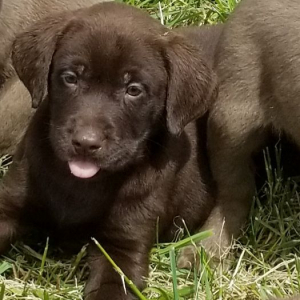 Labrador Retriever Puppy Tootsie