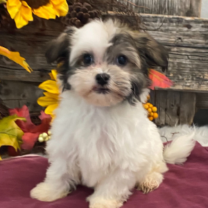 Havanese Puppy Sawyer