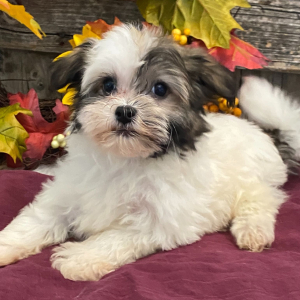Havanese Puppy Sawyer