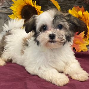Havanese Puppy Sawyer
