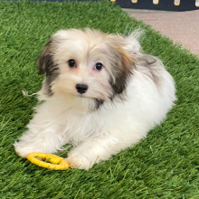 Havanese Puppy Sawyer