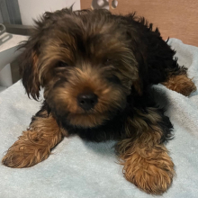 Yorkshire Terrier Puppy Bobby