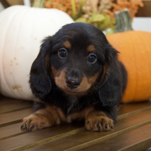 Dachshund Puppy Ruth