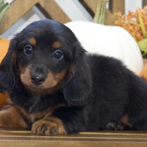 Dachshund Puppy Ruth