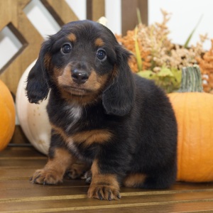 Dachshund Puppy Ruth