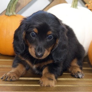 Dachshund Puppy Ruth