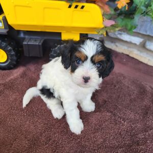 Cavapoo Puppy Reagan