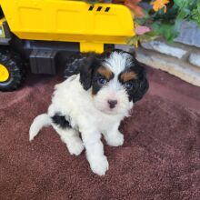 Cavapoo Puppy Reagan