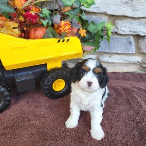 Cavapoo Puppy Reagan